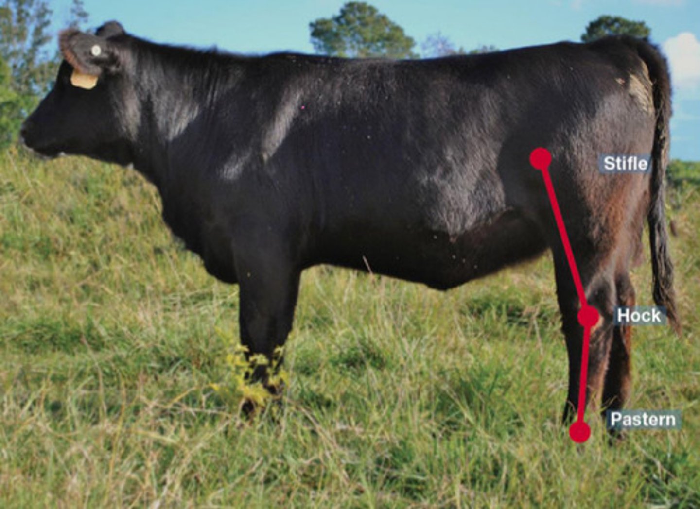 <p>What is the term for this hock angle?</p>