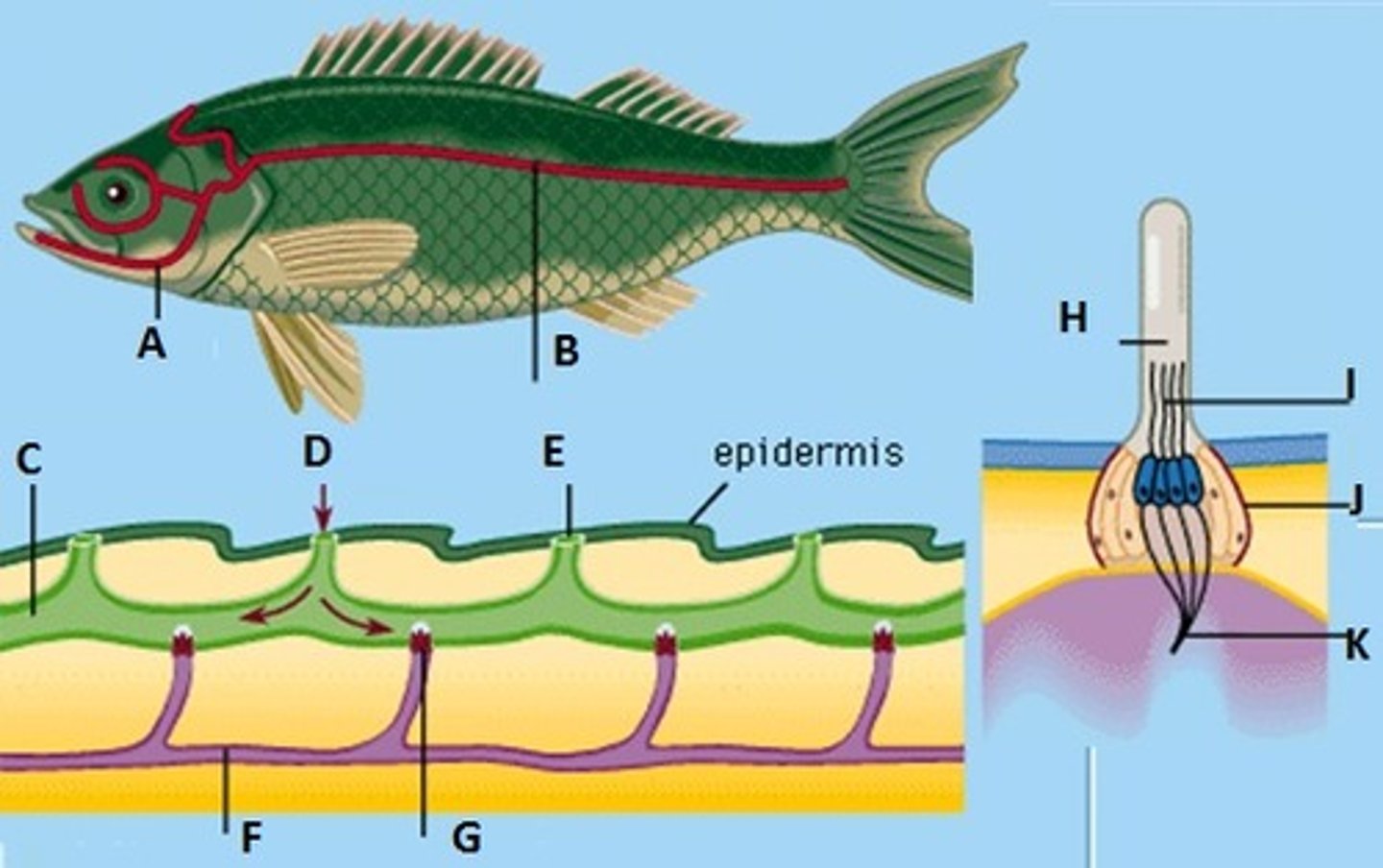 <p>sensory receptors that enable fishes to detect vibrations or sound waves in water</p>