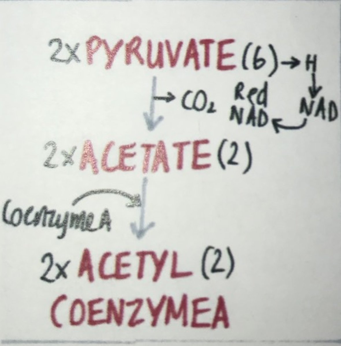 <p>Happens in the matrix</p><p>Pyruvate release carbon dioxide and hydrogen to form acetate (decarboxylase)</p><p>Hydrogen the reduces NAD (dehydrogenase)</p><p>Coenzyme A combines to acetate to form acetylCo enzyme A</p>