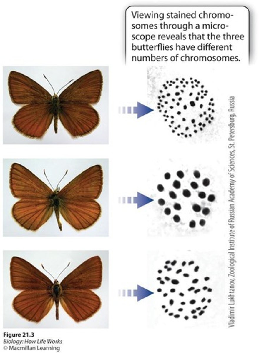 <p>Hybrids can have different chromosome numbers, leading to reproductive isolation from parent species.</p>