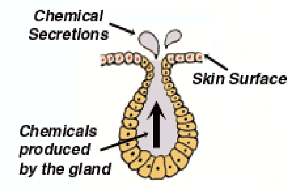 <p>What kind of gland does this represent?</p>