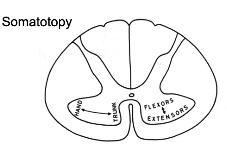 <p> the muscles they innervate</p><ul><li><p>For more distal-lateral muscles neurons are lateral</p></li><li><p>Neurons for flexors are more dorsal</p></li><li><p>extensors are ventral</p></li></ul><p></p>