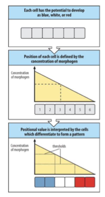 <p>patterning by morphogen gradients</p><ul><li><p>Arrange cells spatially, and put the inside an organism next to a source of a secreted factor</p></li><li><p>1 closest to the source and 6 being farthest</p></li><li><p>Concentration = higher to the source</p></li><li><p>&nbsp;Concentration threshold of the secreted factors that a cell will sense, perhaps by the virtues of the receptor on the surface and cause diff changes in genes expression depending how far the cells are from the source</p></li></ul><p><strong>why does this signify?</strong></p>