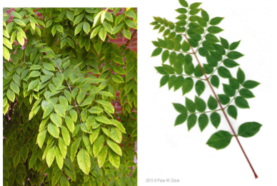 <p>Alternate, bipinnately compound with ovate leaflets (overall very large).</p>
