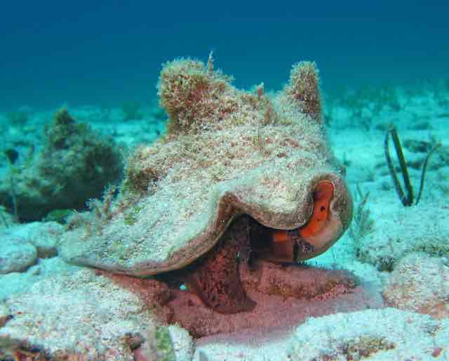 <p>Mollusks : Main Features</p>