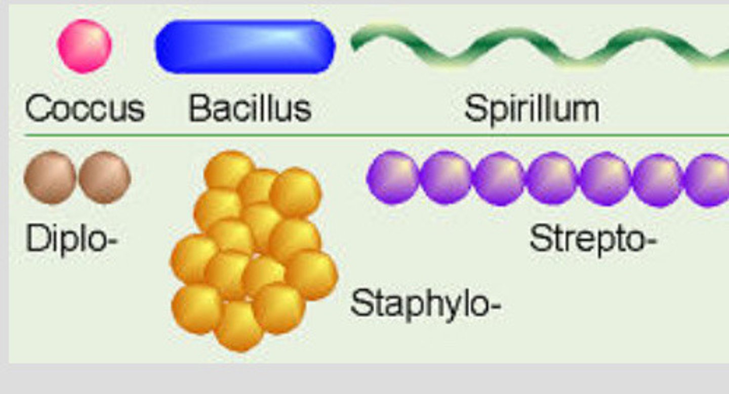 <p>Coccus: spherical cells; staphylococcus aureus (mastitis)</p><p>Bacillus: rods or cylinders; anthrax</p><p>Coccobacillus: small rod shaped; E.coli</p><p>Pleomorphic: range from cocci to rods; staphylococcus aureus</p>