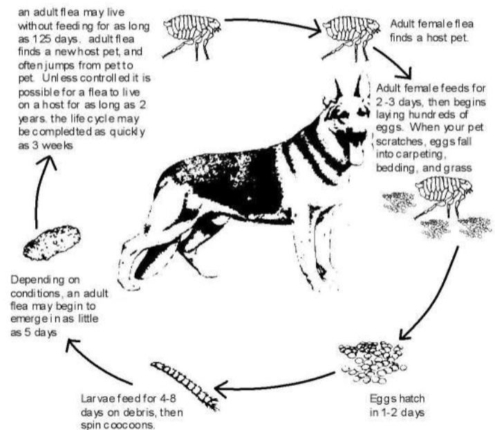 <p>Eggs hatch in 1-2 days → Larvae feed for 4-8 days on debris → An adult flea <strong>MAYBE</strong> begin to emerge in as little as 5 days → <strong>***An adult flea may live <u>without feeding for as long as 125 days</u>. Adult flea finds a new host and jumps from pet to pet. Unless controlled, it is possible for a flea to <u>live on a host for as long as 2 years</u>. The life <u>cycle may be completed as quickly as 3 weeks</u>.***</strong> → Adult female flea finds a host → Adult female feeds for 2-3 days, then lays eggs. </p>