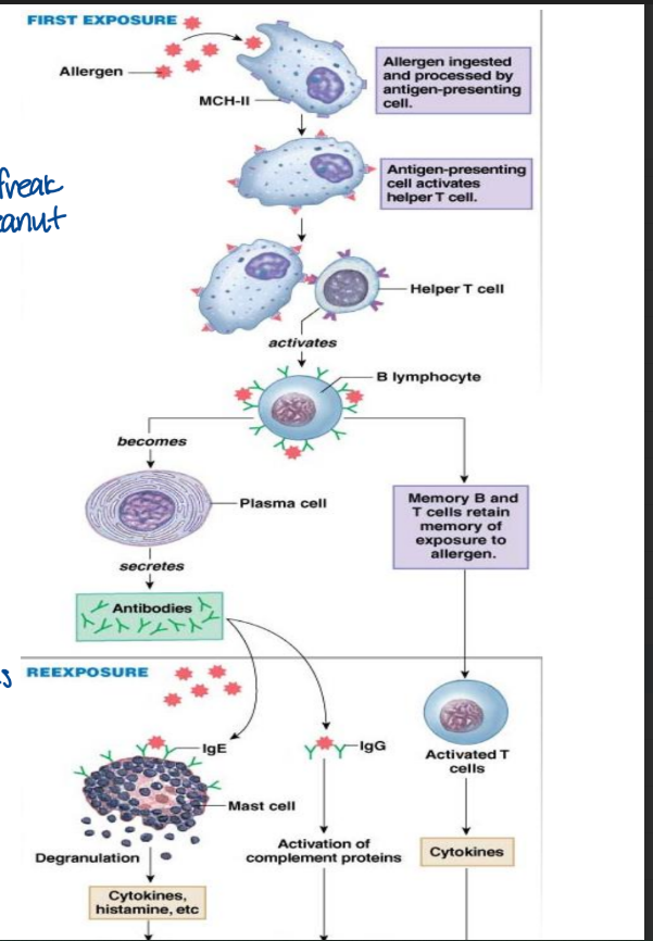 <ul><li><p>this is referred to as an anaphylactic response</p></li><li><p>the <strong>1st encounte</strong>r with the allergen causes B cells to differentiate into plasma and memory cells (nothing happens)</p></li><li><p>the plasma cells make IgE which then binds to mast cells or basophils (seats self in the FcIgE spot)</p></li><li><p>there are no apparent symptoms (at start)</p></li></ul><p></p>