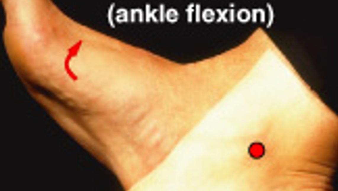 <p>Which special movement is:</p><ul><li><p>Flexion at ankle (lifting toe)</p></li></ul><p></p>