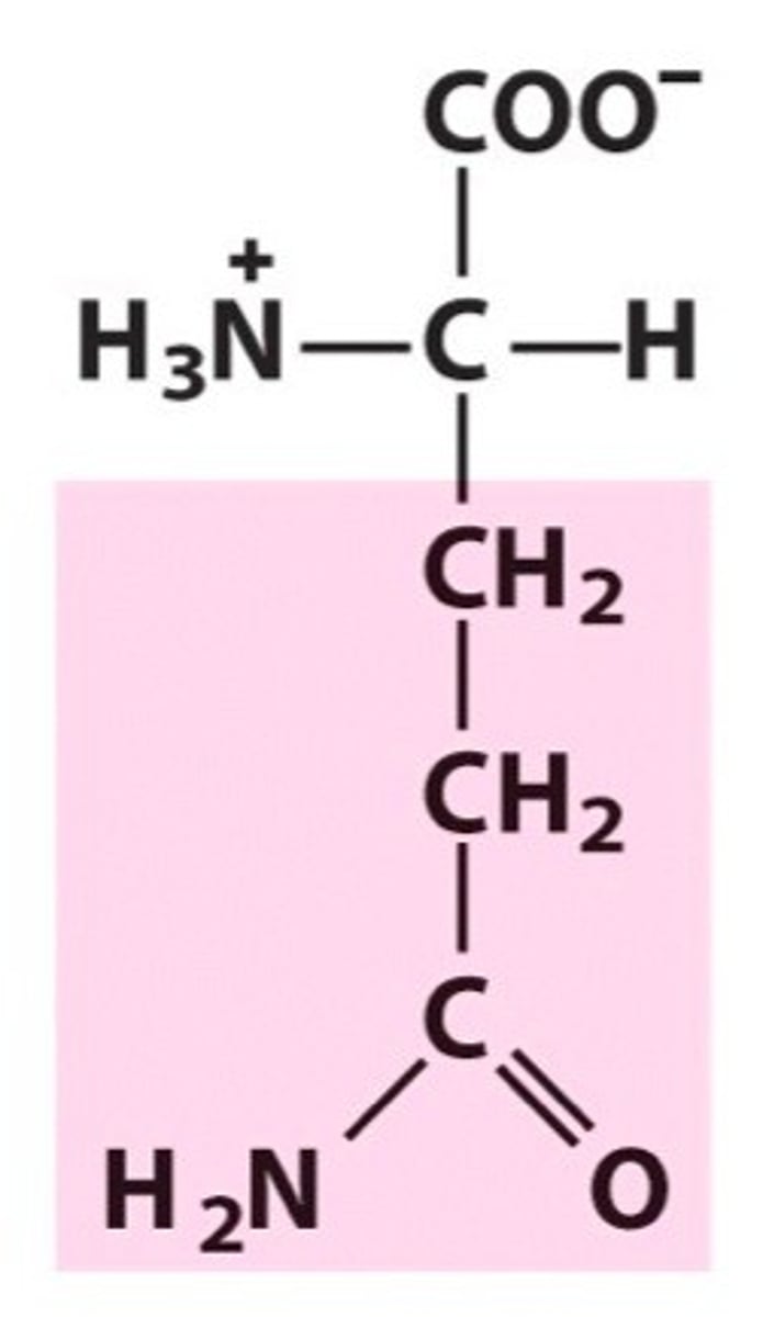 <p>Polar amino acid. Uncharged. [Gln, Q]</p>