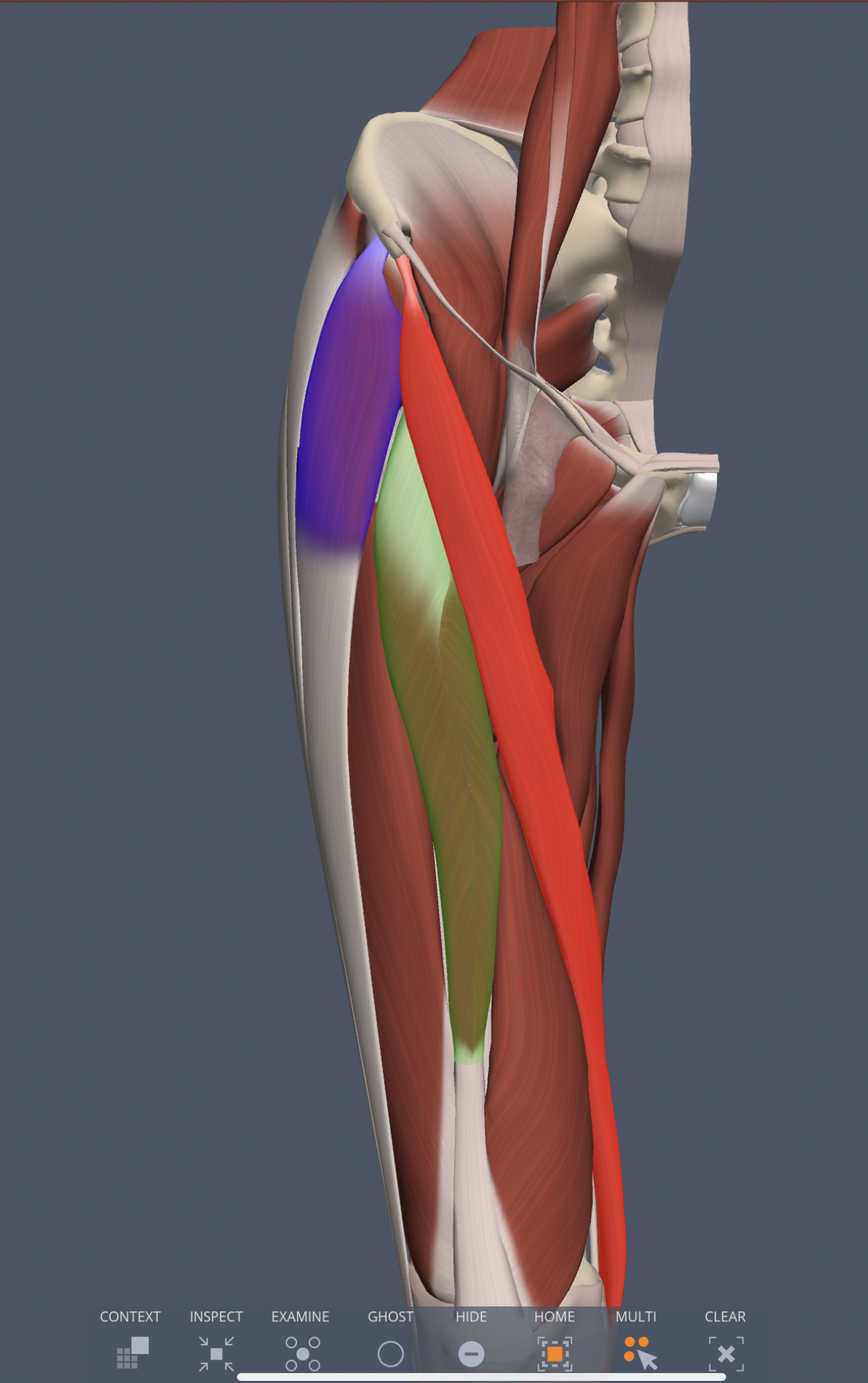 tensor fasciae latae innervation
