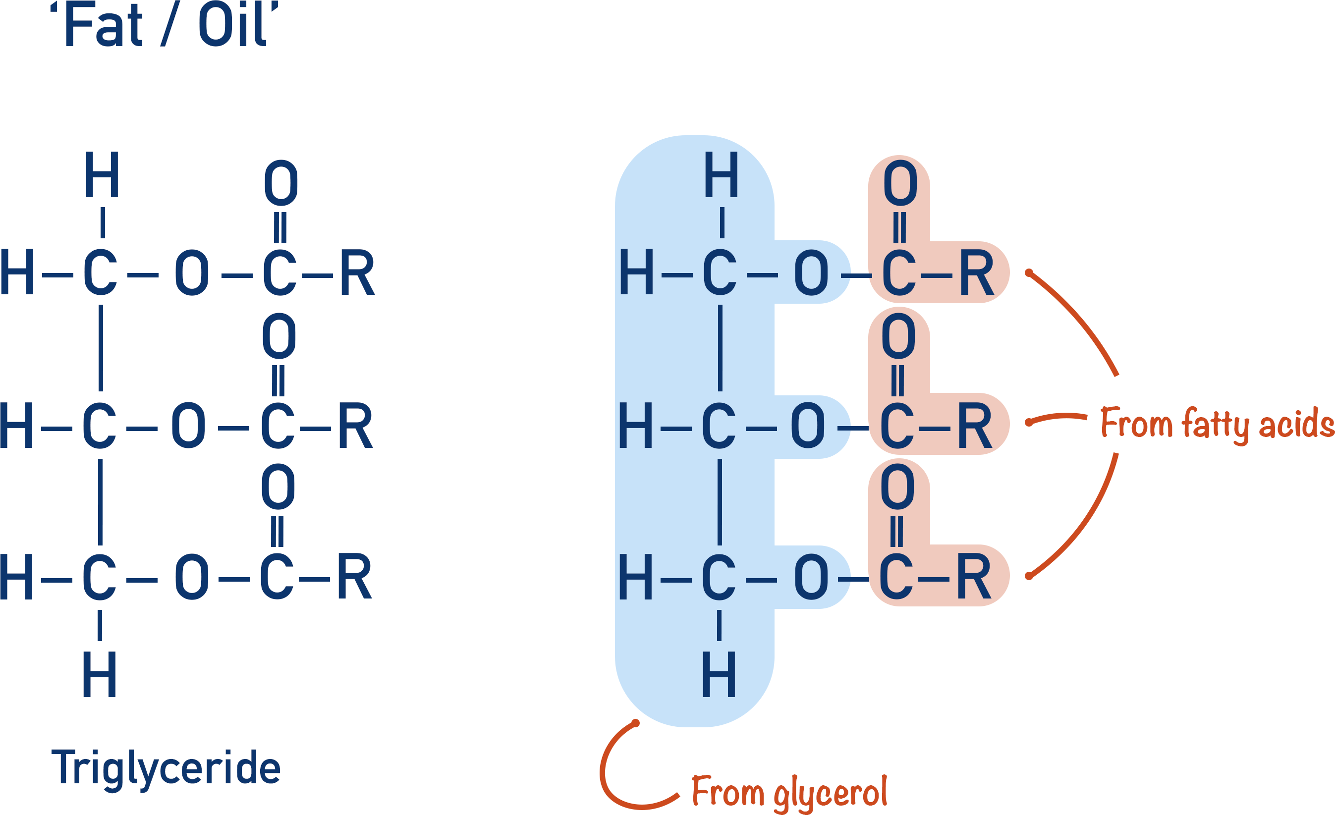 <p>a condensation reaction between the carboxyl group of a<strong> fatty acid</strong> and a hydroxyl group of an alcohol, usually <strong>glycerol</strong>. <br>  - This linkage is crucial for forming triacylglycerols (fats/oils), phospholipids, and waxes</p><ul><li><p>fatty acids r stored as energy reserves through ester linkage to glycerol to form triaglycerols</p></li></ul><p></p>