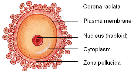 <p>Female reproductive cell released during ovulation, capable of being fertilized by sperm to form an embryo</p><ul><li><p>has a large quantity of cytoplasm that contains nutrients from the first week of development before implantation</p></li><li><p>enveloped by successive protective layers sperm must penetrate</p></li></ul>