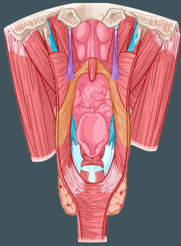 <p>Origin of salpingopharyngeus muscle</p>