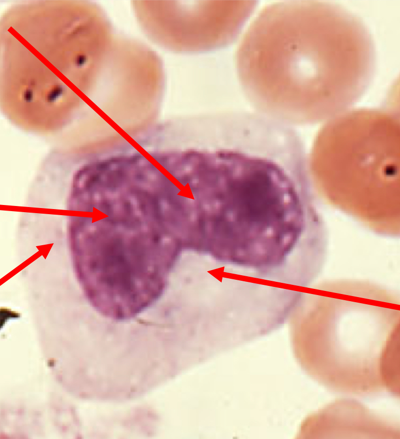 <p>What stage of Neutrophil Maturation is shown?</p>