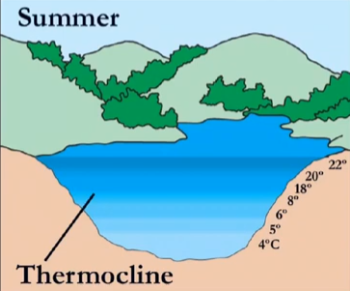 <p>thermocline</p>