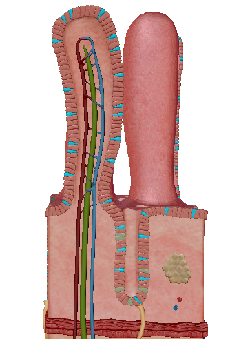 knowt flashcard image