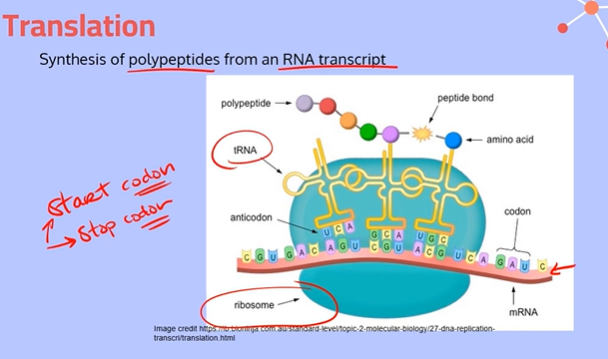 <p><span>Translation takes places in the cytoplasm of the cell, specifically in the ribosome. (There are lots of ribosomes floating around in the cytoplasm)</span></p>