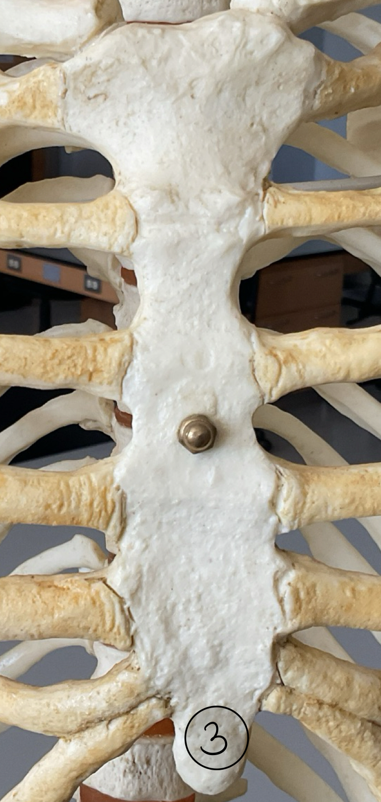 <p>3</p>