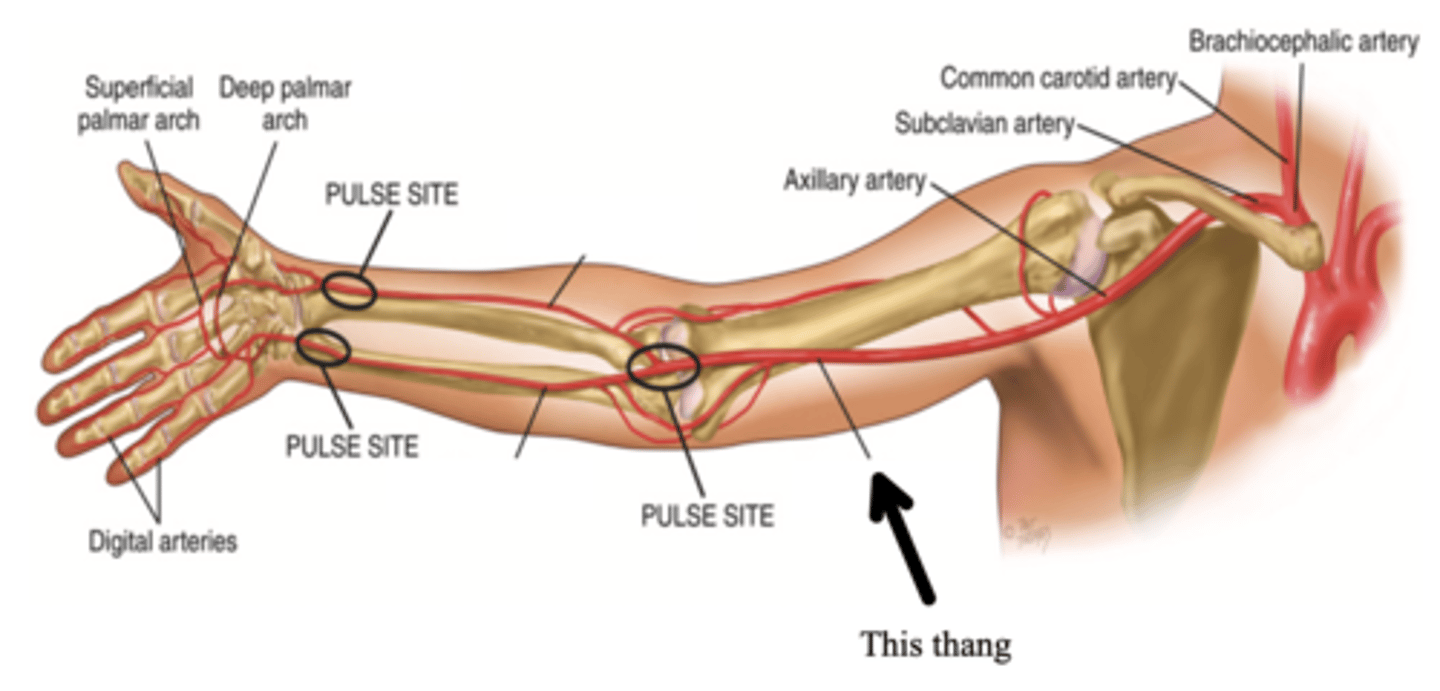 <p>The major artery that supplies the arm with blood</p>