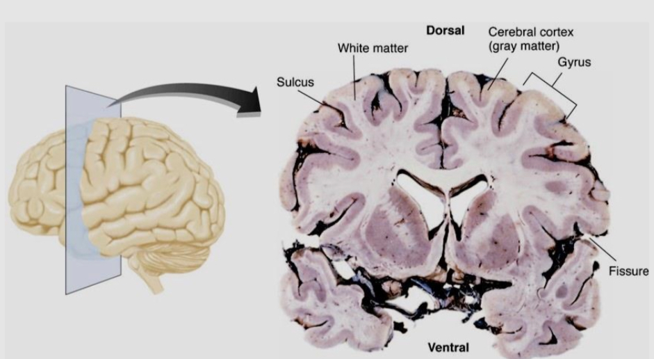 <ul><li><p>sulci → small grooves</p></li><li><p>Fissures → large grooves </p></li><li><p>Gyri → ridges between the sucking and fissures </p></li><li><p>These convolutions increasae the surface area of the cerebral cortex</p></li><li><p>The outermost portion of the cerebral cortex is gray matter where there is a high concentration of cell bodies</p></li><li><p>Beneath the gray matter is white matter, which is primarily just myelinated axons</p></li></ul><p></p>