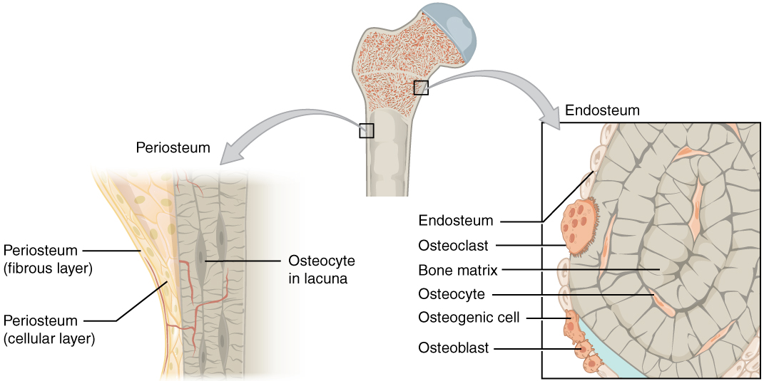 a membrane lining the inner surface of the bony wall 