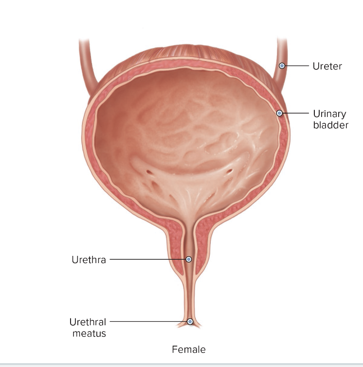 Urethra 