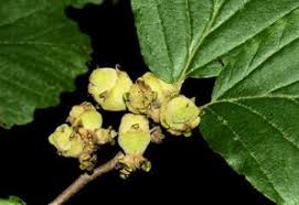 <p><span>Woody, 2 seeded capsule, seeds, black, forceful ejection of</span><br><span>seeds when it opens.</span></p>