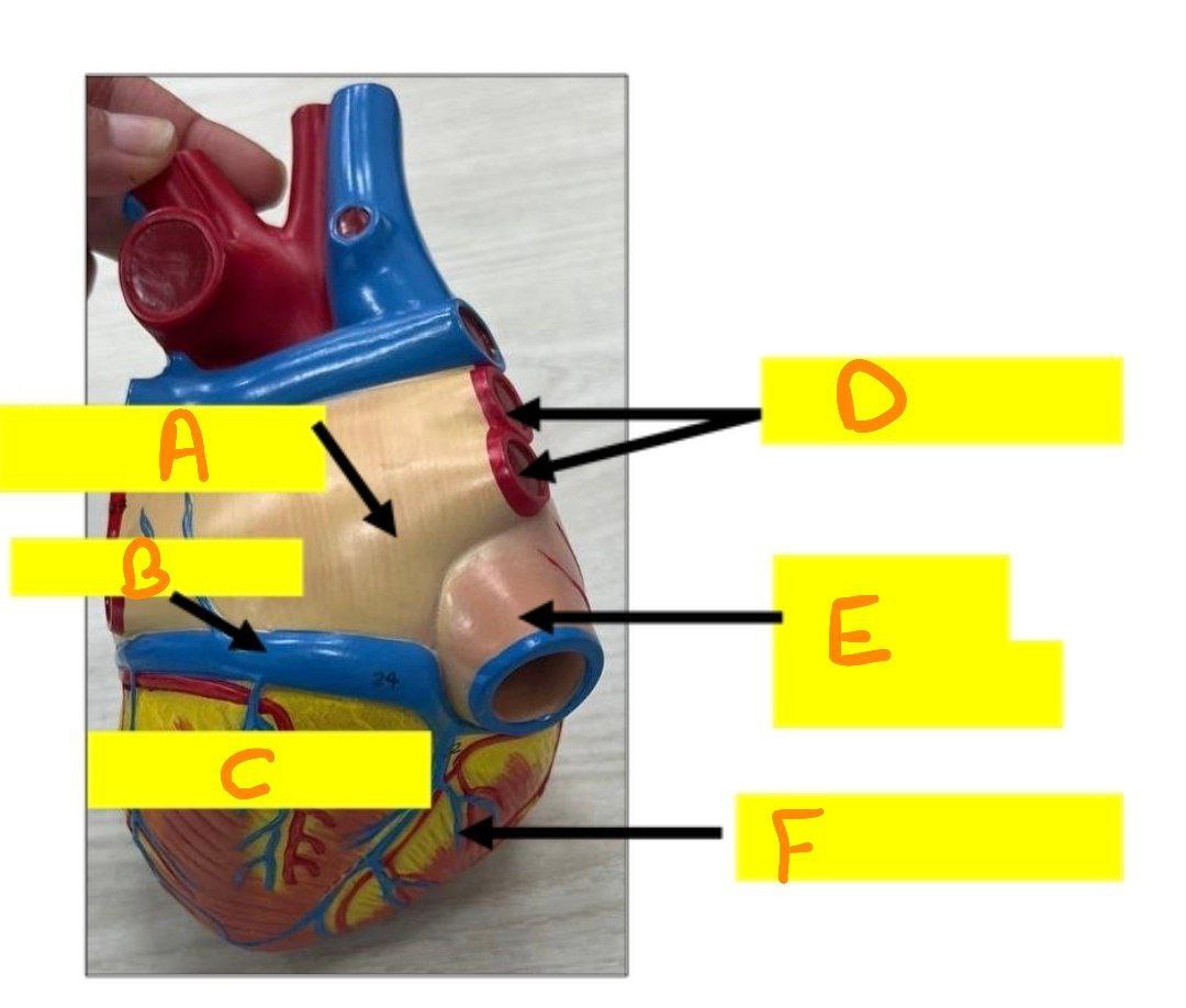 <p>Identify the following blood vessels/ chambers then answer these questions </p><p></p><p>Where does the vessel (B) terminate?</p><p></p><p>Type of blood in vessel (D)?</p>