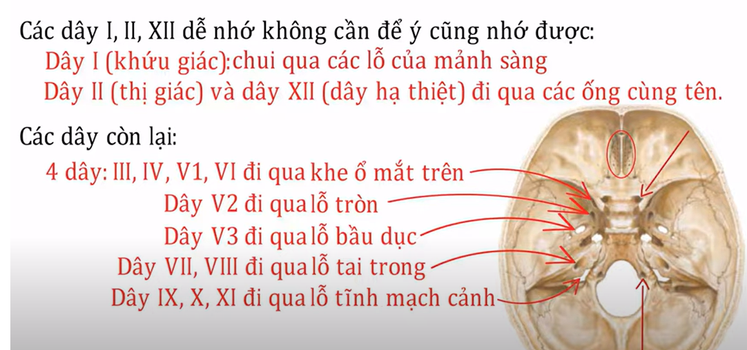 <ul><li><p><span style="color: red"><strong>Vị trí của các dây TK </strong></span></p></li></ul><p>Khe ổ mắt dưới có những chi tiết nào đi qua ? </p>