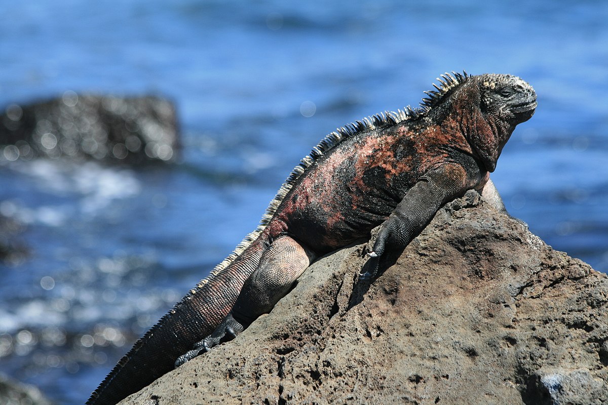 <p>Marine Iguana</p>