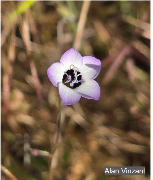 <p>Order: </p><p>Family: </p><p>Genus: </p><p>Species: </p>