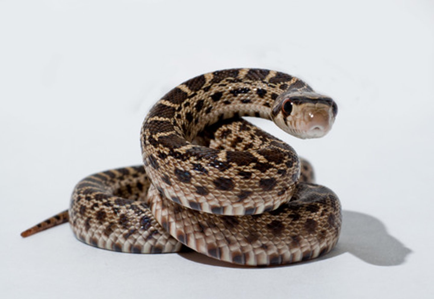 <p>the snake or servant</p>