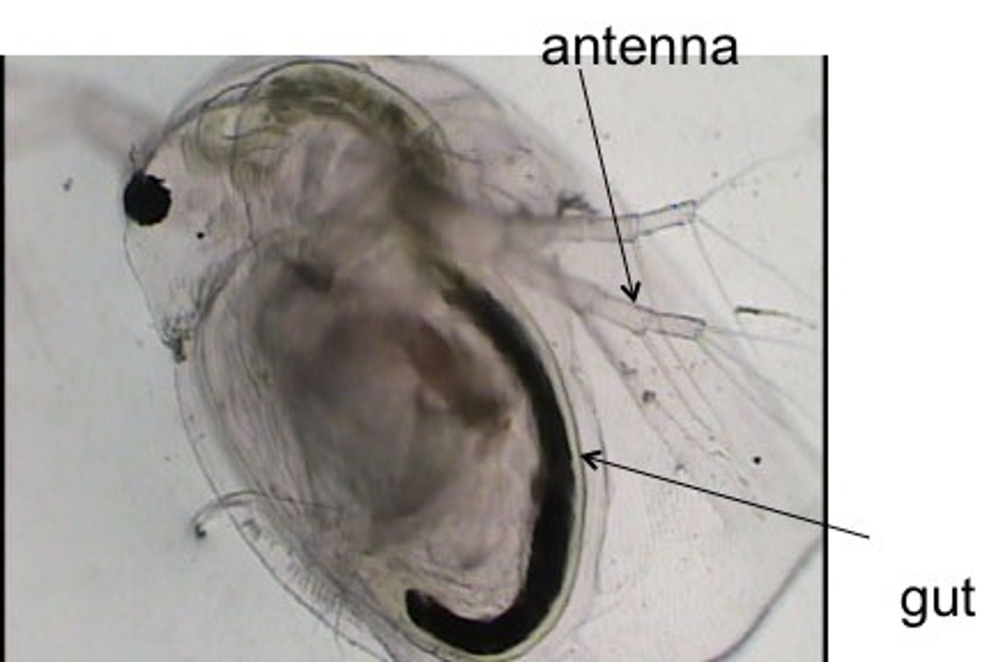 <p>Phylum Arthropoda<br>Sub-Phylum Crustacea</p>