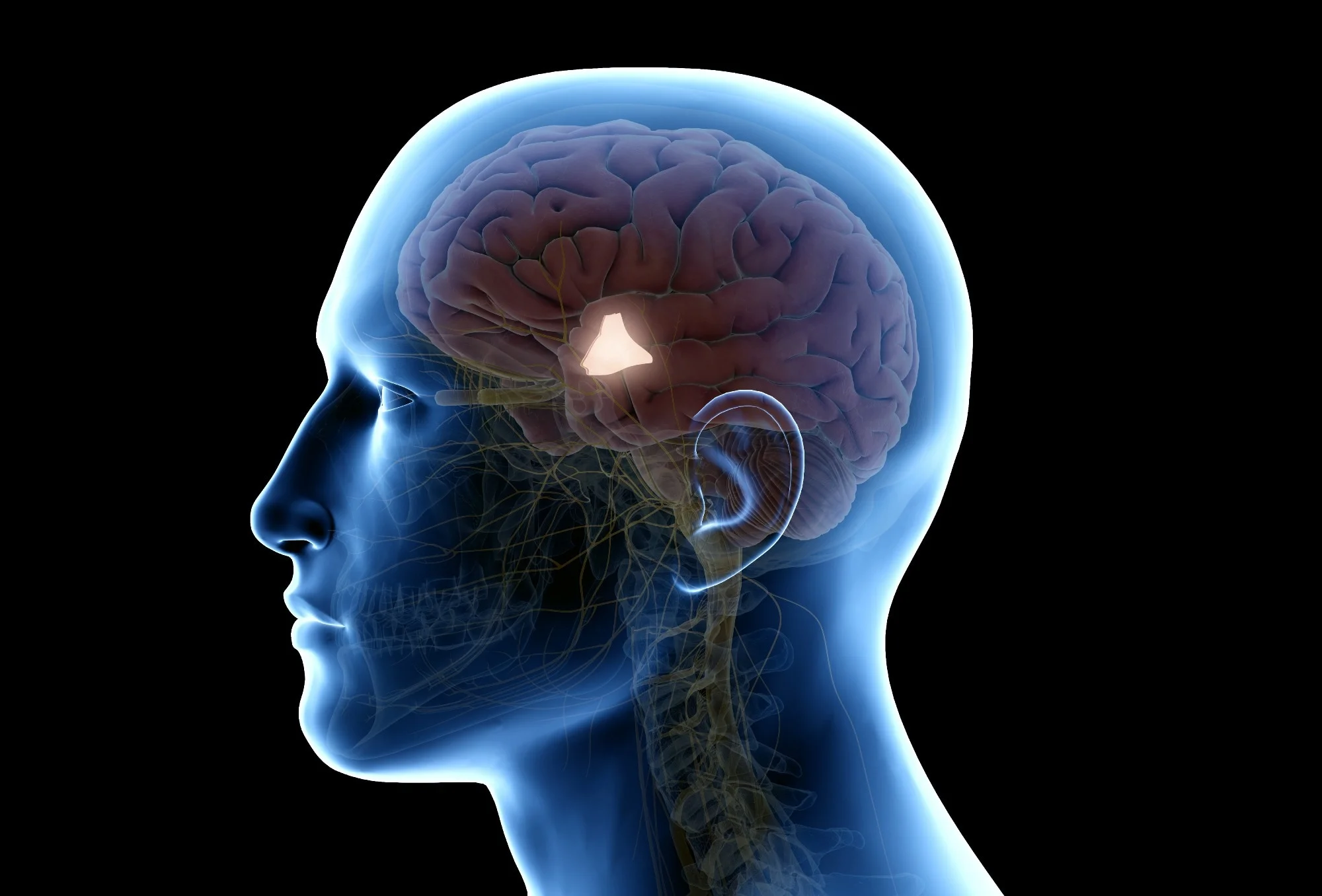 <p>Exerts control over the pituitary gland</p>