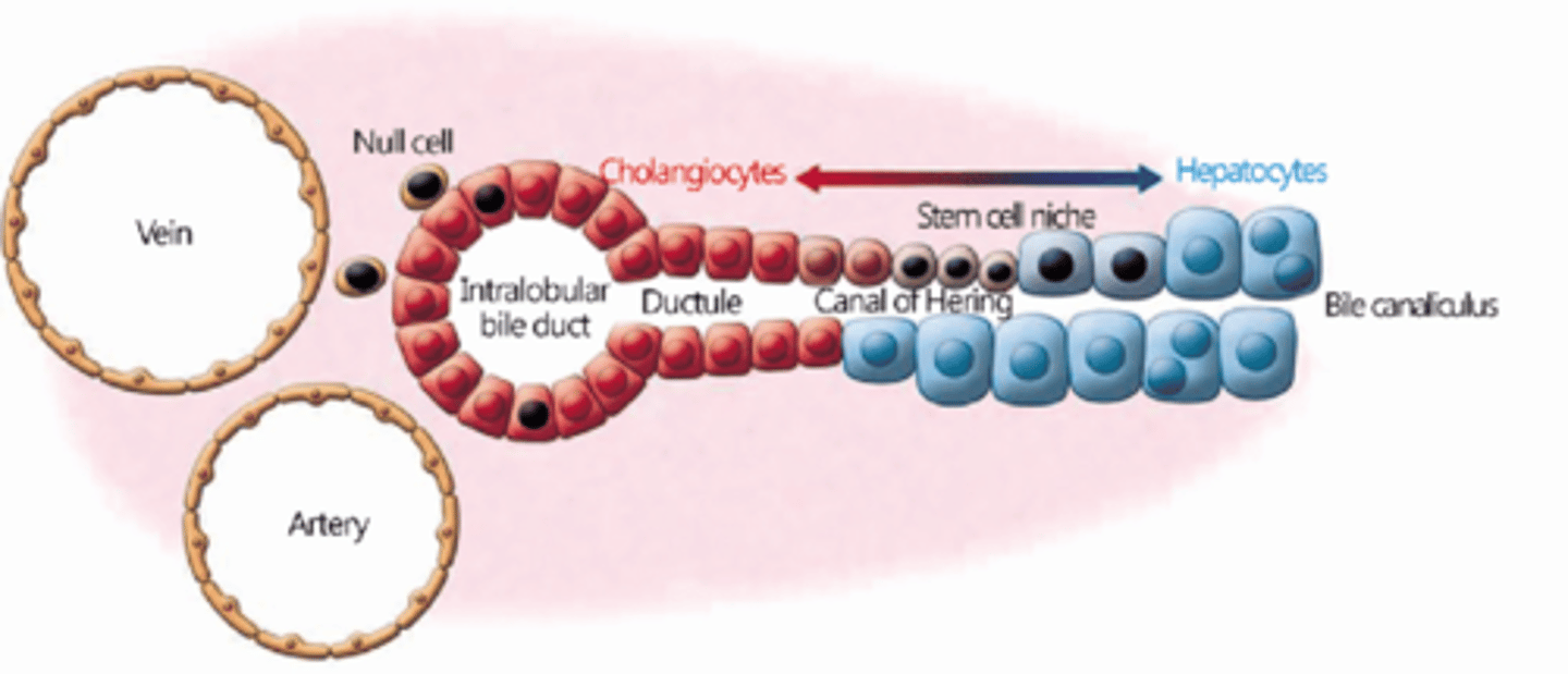 <p>Bile ducts receive bile from the canals of Hering.</p>