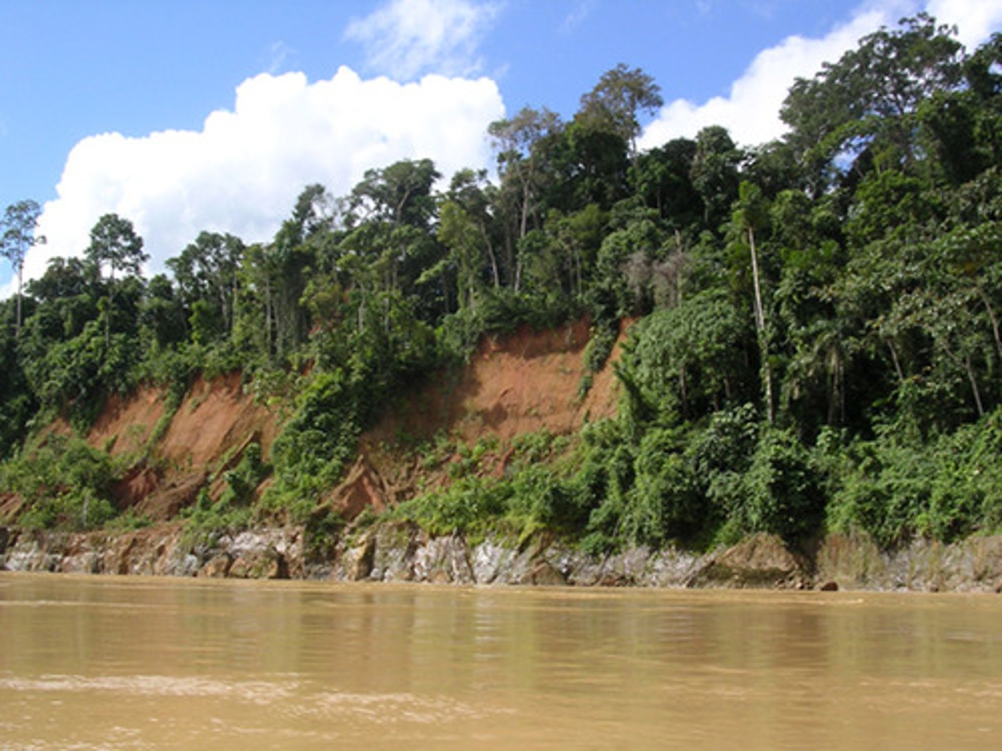 <p>tropical rain forest</p>