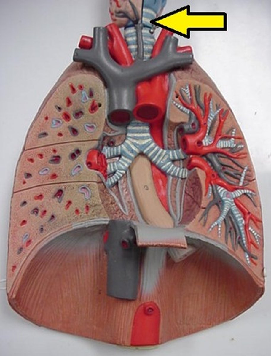 <p>Windpipe connecting larynx to bronchi.</p>