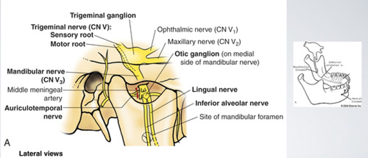 <p>Begins inside of the skull and travels entering the mandibular foramen in the jaw and then moves outside of the jaw via the mental foramen (at this point it has branched into inferior alveolar n.)</p>