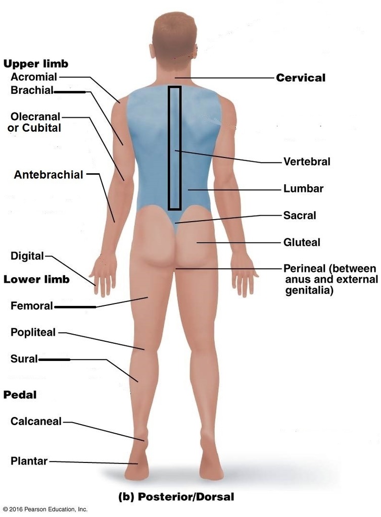 <p>Back of the elbow </p>