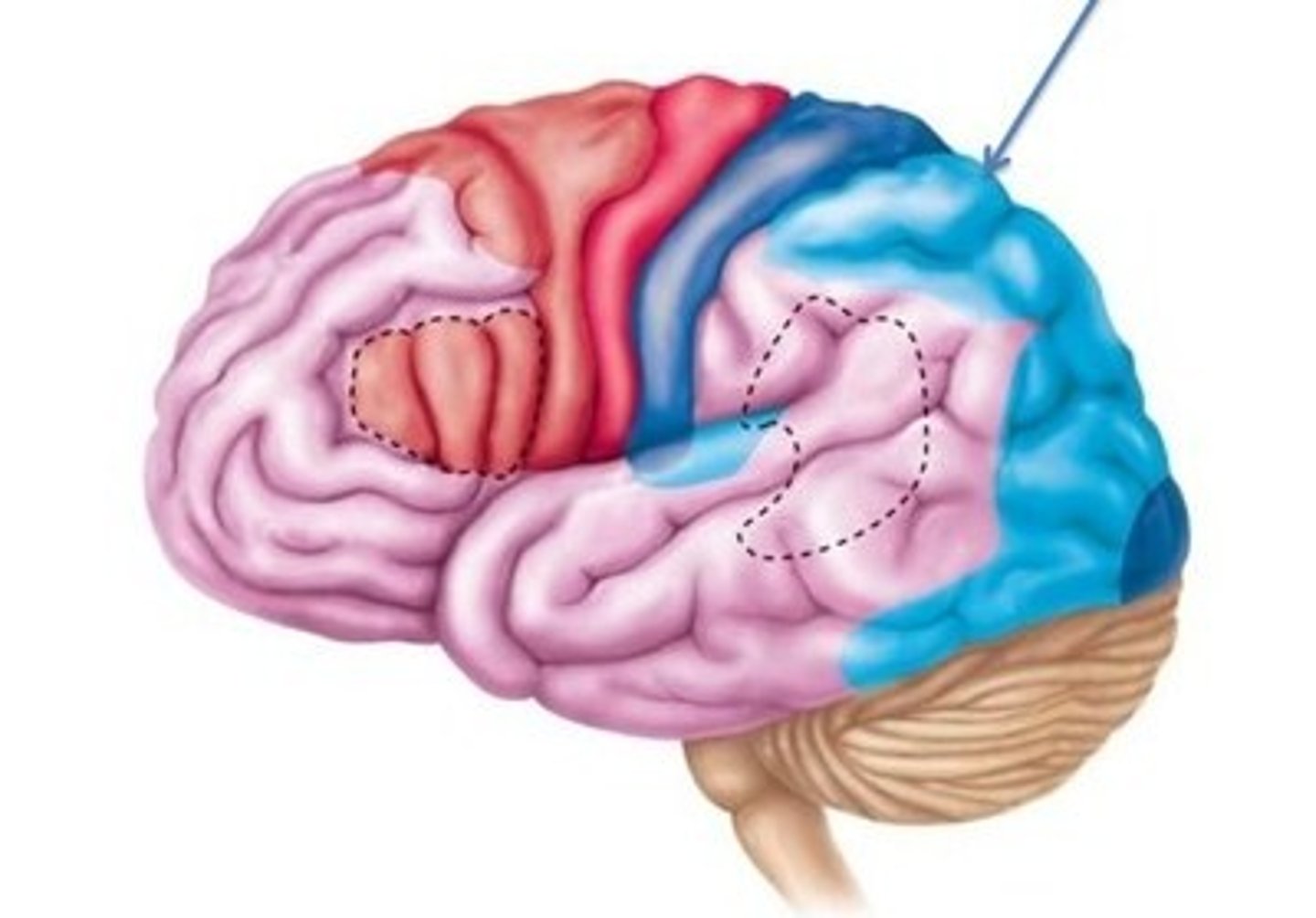 <p>-Posterior to primary somatosensory cortex</p><p>-Integrates sensory input from primary somatosensory cortex for understanding of object</p><p>-Determines size, texture, and relationship of parts of objects being felt</p>