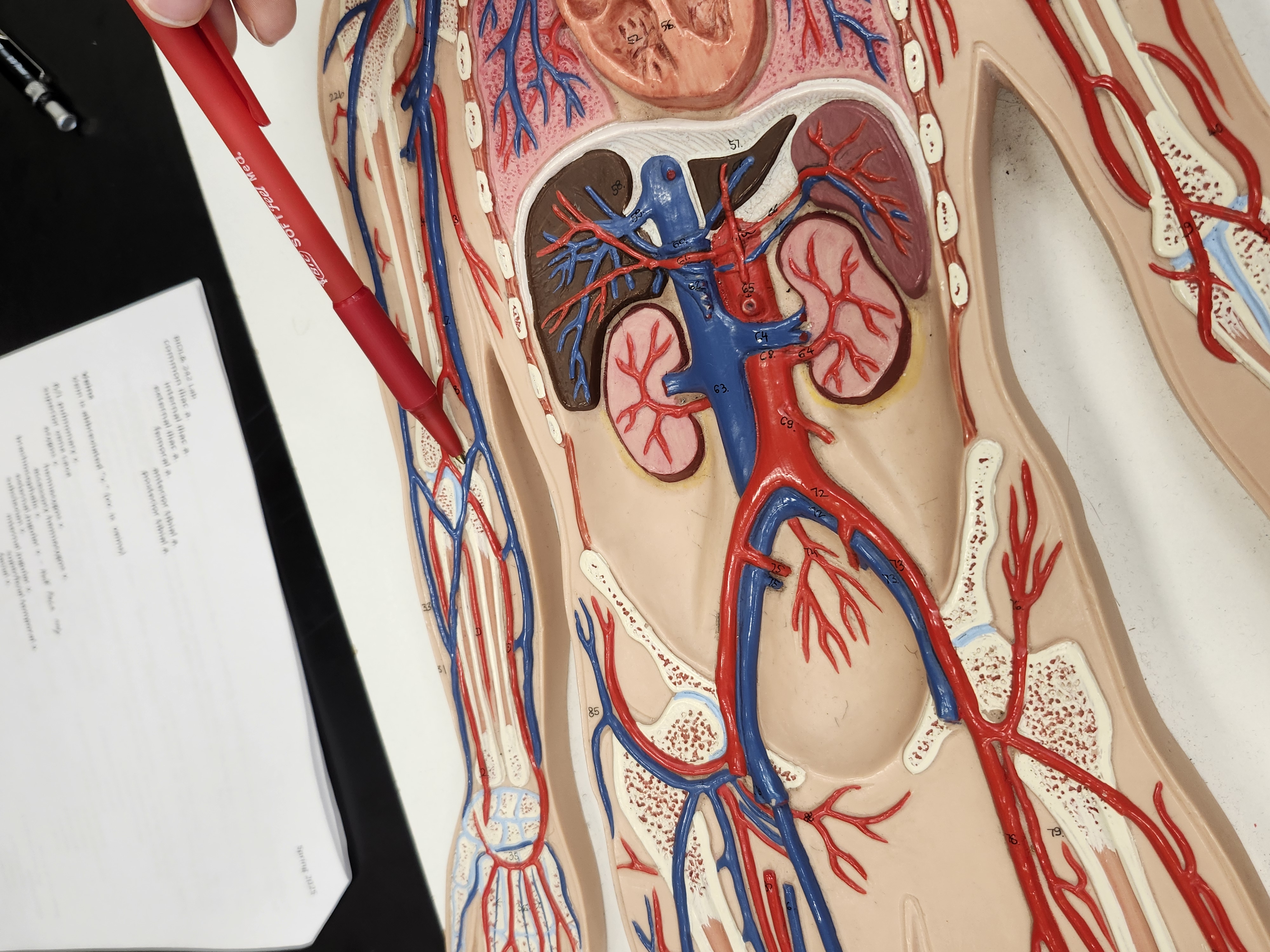 <p>It’s a [blank] in between</p>