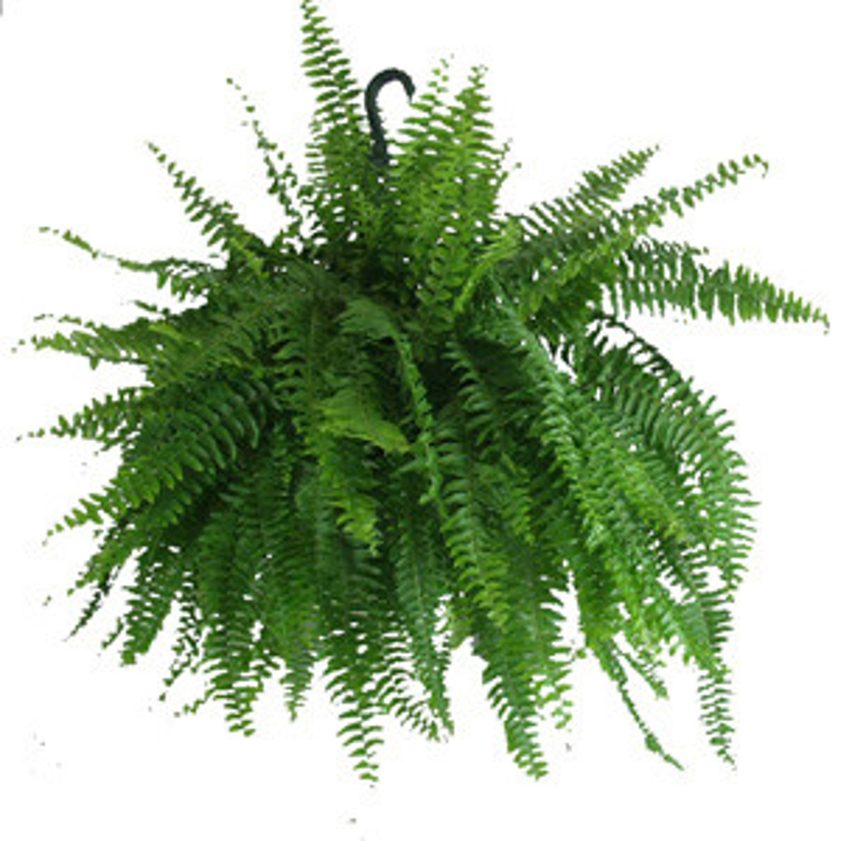 <p>Typically in a hanging basket</p><p>Fern leaves are known as fronds</p><p>The fronds are solid green in color</p><p>Fronds droop over to cover the pot</p>