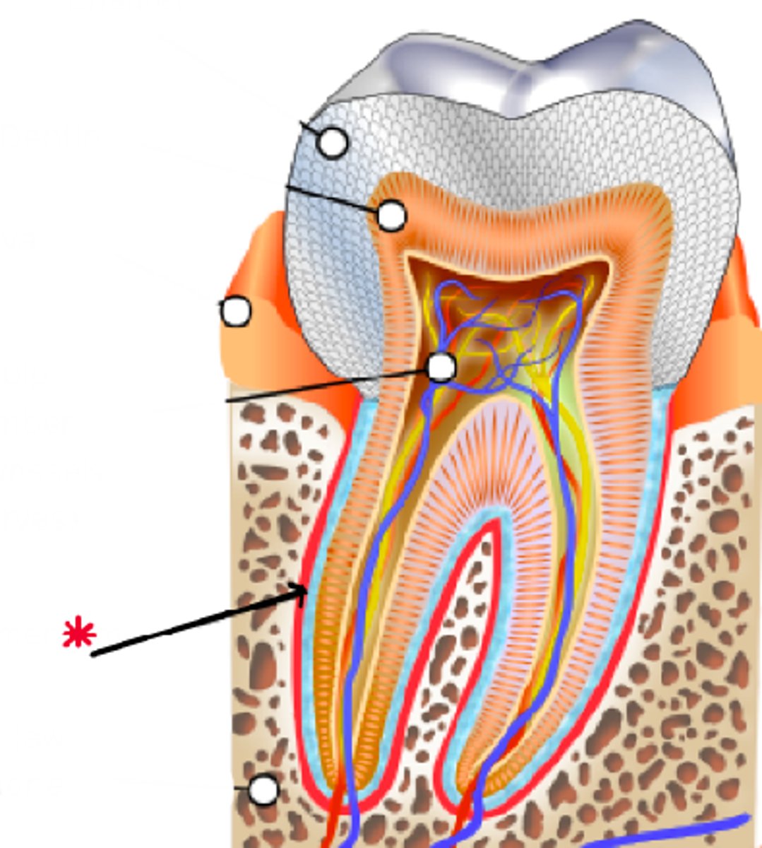 <p>Identify this structure.</p>