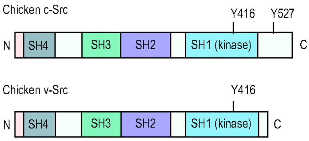 <ul><li><p>c-src: normal chicken gene</p></li><li><p>v-src: mutated version carried by rsv that promotes uncontrolled cell growth</p></li><li><p>key difference: deletion of C-terminal tail</p><ul><li><p>means that v-src is “always on” since it lost ability to be regulated by phosphorylation on C-terminal tyrosine</p></li></ul></li></ul><p></p>