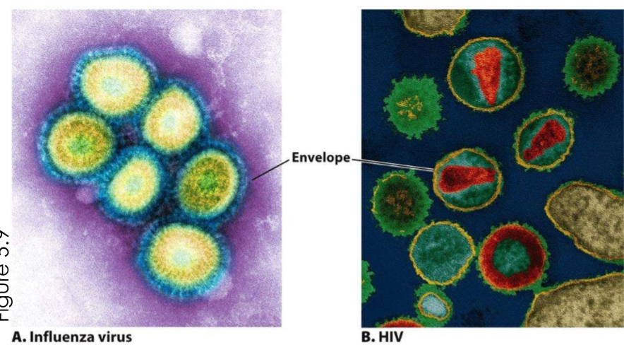 <p>Plasma membrane surrounds nucleocapsid </p>
