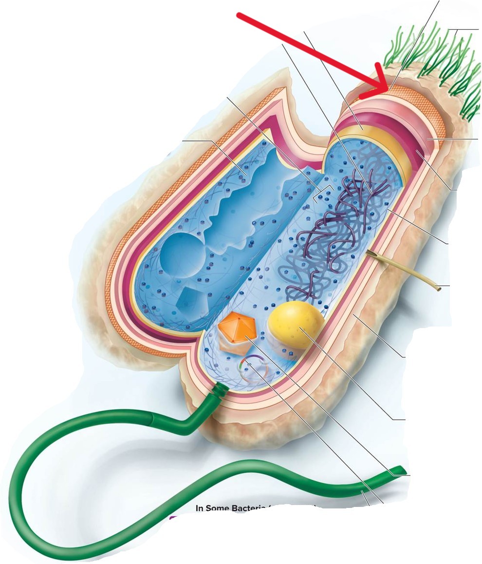 <p>Which structure of a Bacterial:</p><ul><li><p>Monolayer of protein used for protection and/or attachment</p></li></ul><p></p>