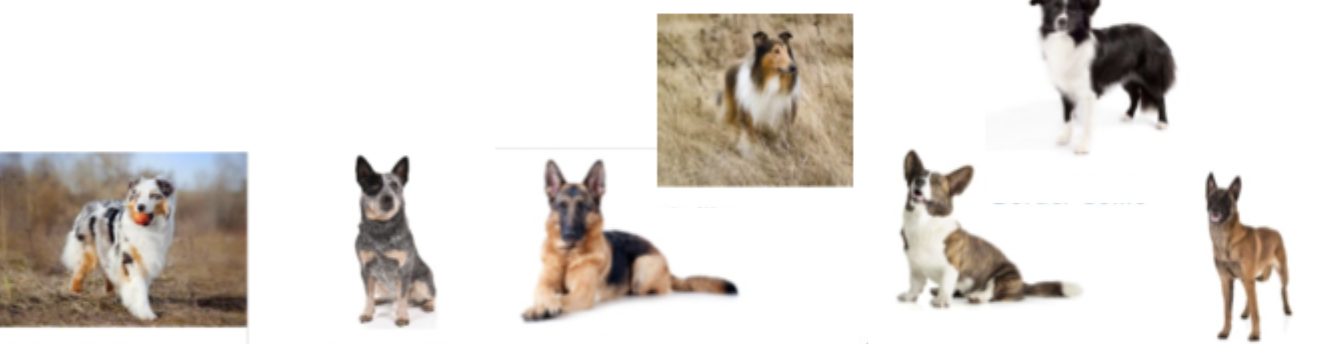 <p>These dogs belong to which breed group?</p>