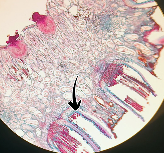 <p>Puccinia graminis: Vad indikerar pilen på för struktur + spor?</p>