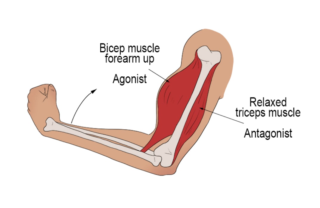 <ul><li><p>causes movement through concentric contractions</p></li><li><p>shortens the muscle length to cause joint movement</p></li></ul><p></p>